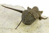 Long-Spined Cyphaspis Trilobite - Foum Zguid, Morocco #311664-3